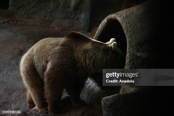 The protected brown bears "Efe" and "Ege", who are brothers, stay indoors in an area resembling a cave during the winter in Konya, Turkiye on January...