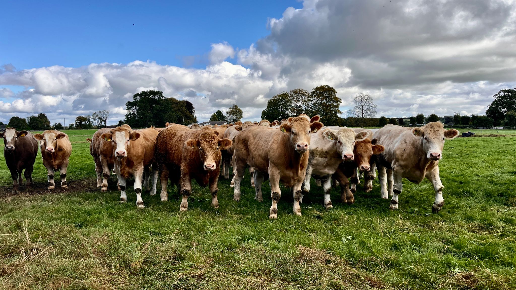 Cows Cows