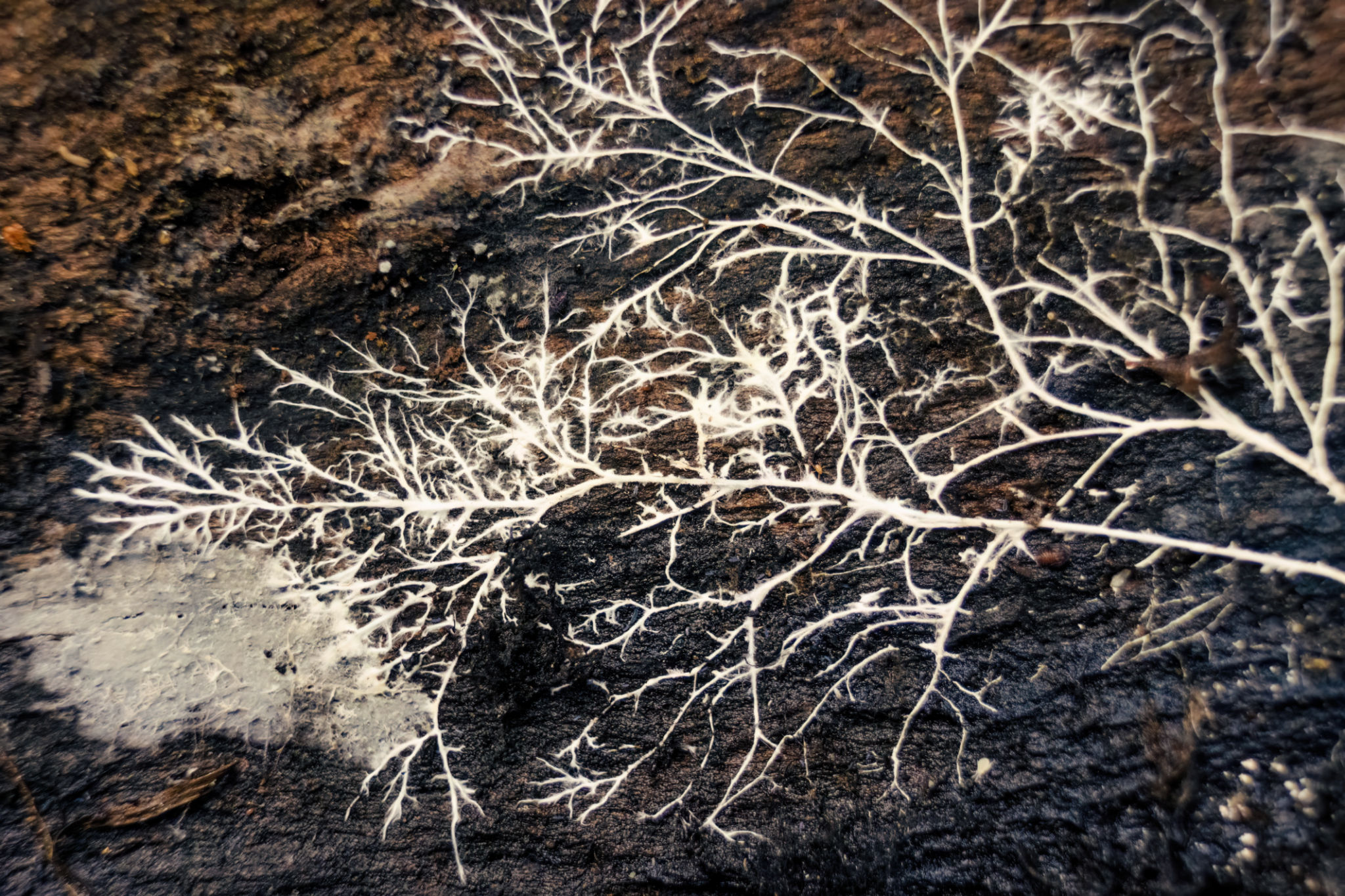 roots fungi