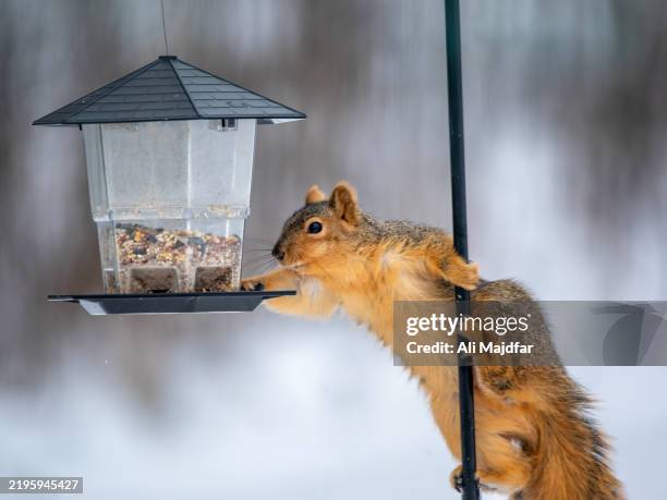 squirrel problem at bird feeder - ardilla fotografías e imágenes de stock