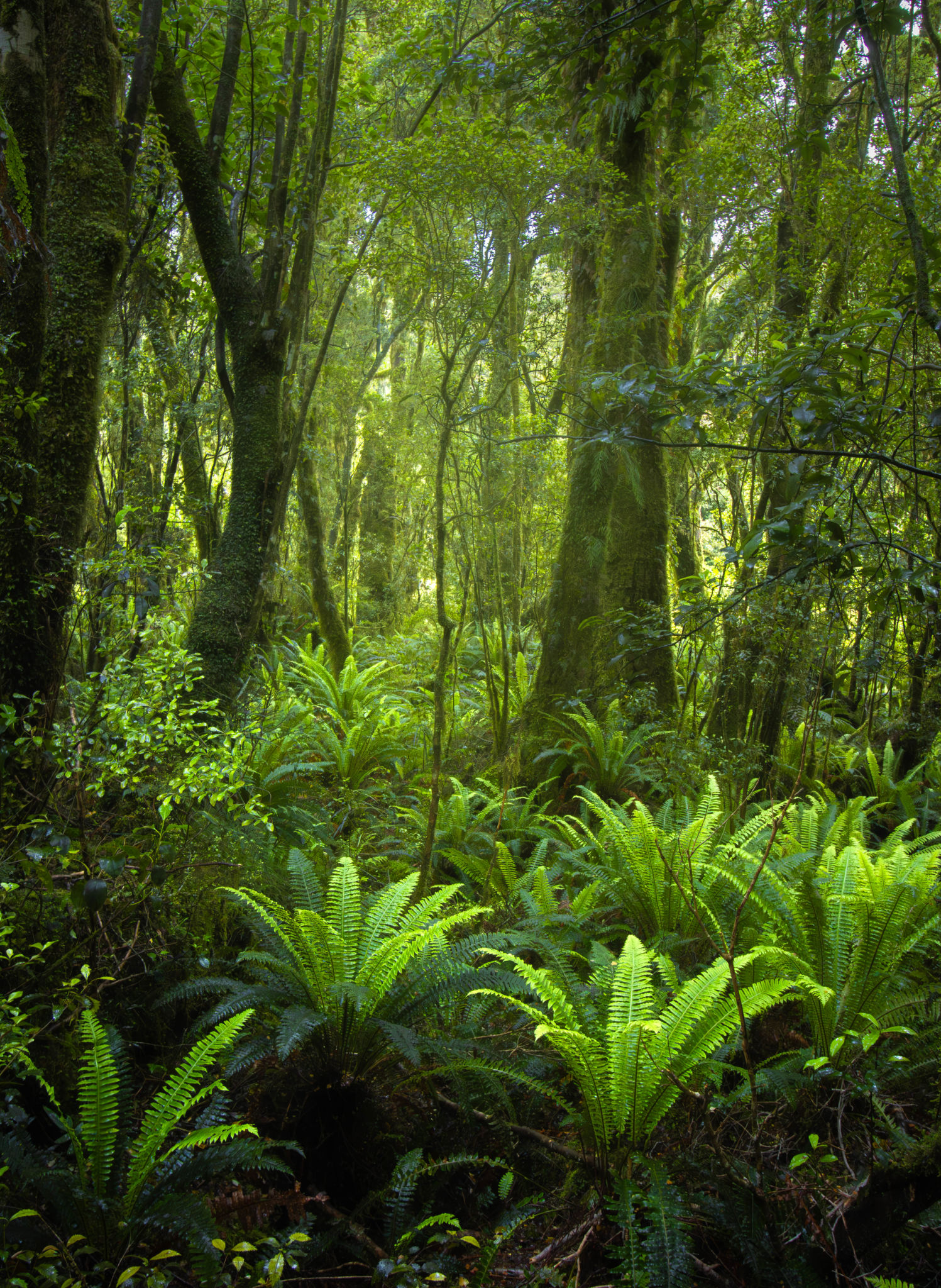 rainforest