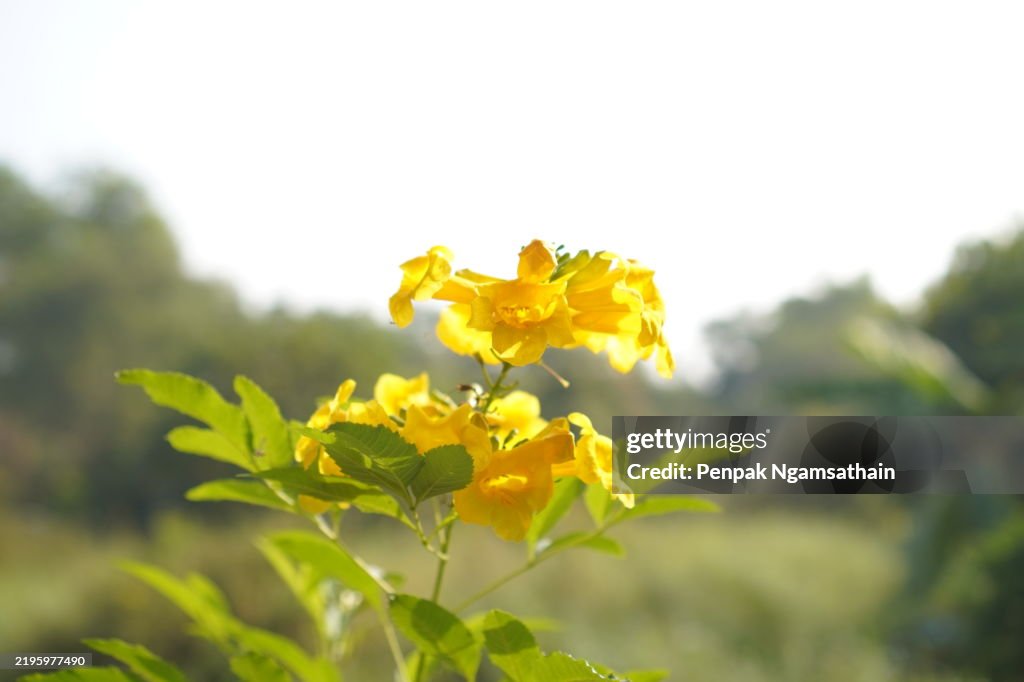 Yellow Elder, Magnoliophyta, Angiospermae of name Gold Yellow color trumpet flower, ellow elder, Trumpetbush, Tecoma stans blurred of background beautiful in nature Flowering into a bouquet of flowers at the end of the branches, very blossoming, the petal