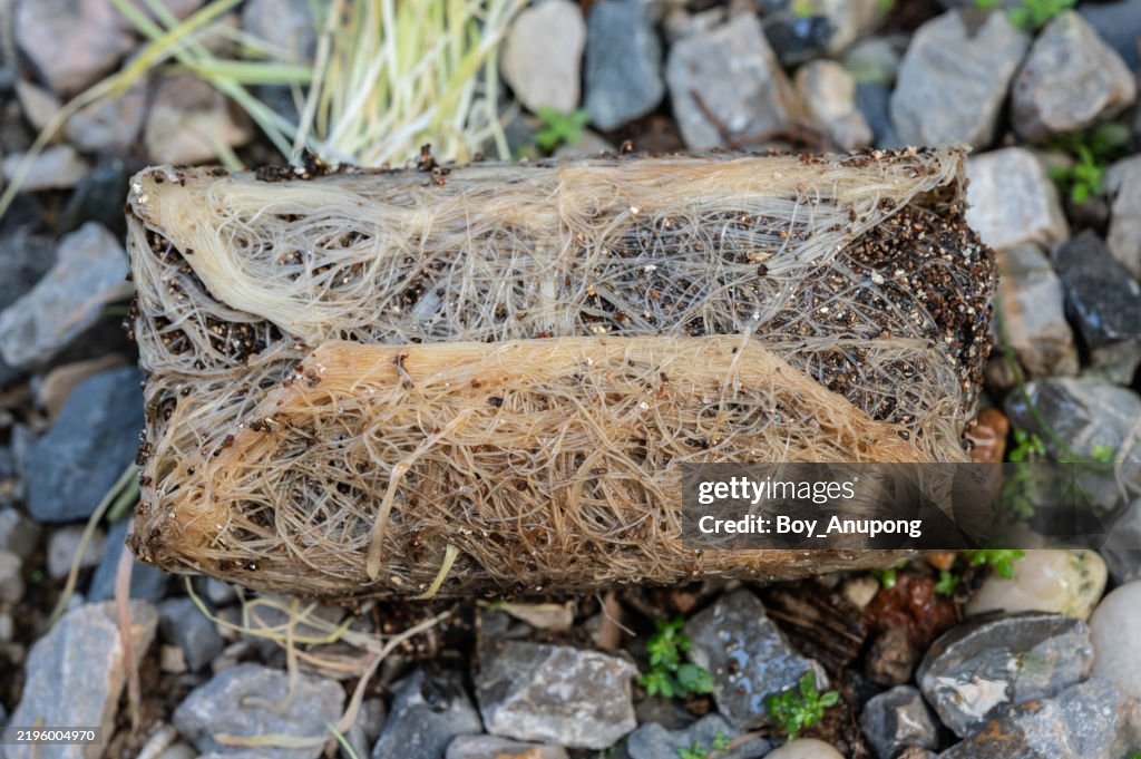Close up of Fibrous roots. Fibrous roots are the roots that arise from the base of the stem rather than the radicle of the seed.