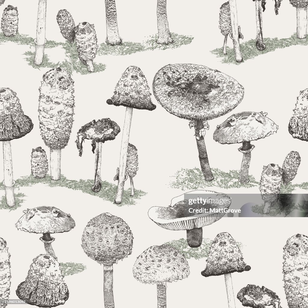 Toadstools & Mushrooms Repeat Pattern
