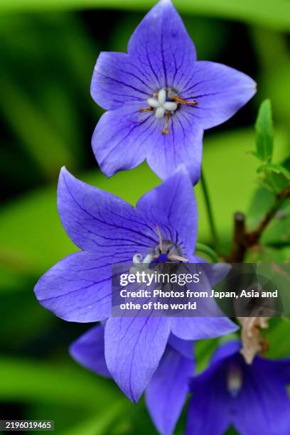 733 Chinese Bellflower Stock Photos, High-Res Pictures, and Images