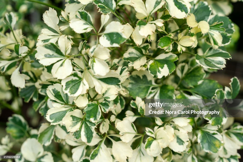 Variegated Papua Kalipay Plant Aralia Super White Polyscias Fruticosa