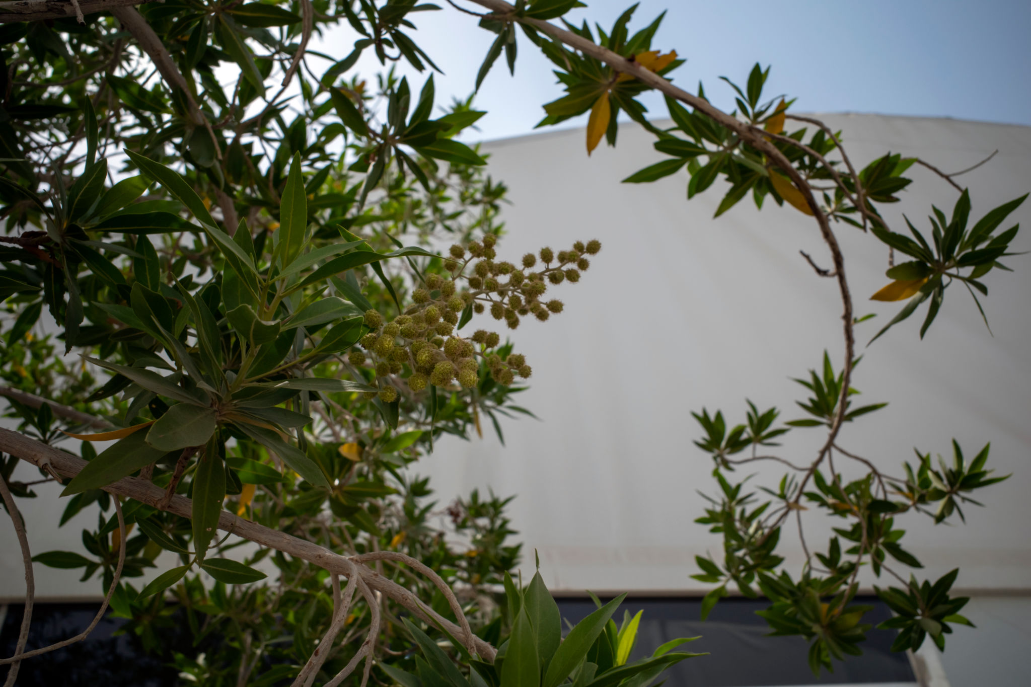 drought-resistant garden