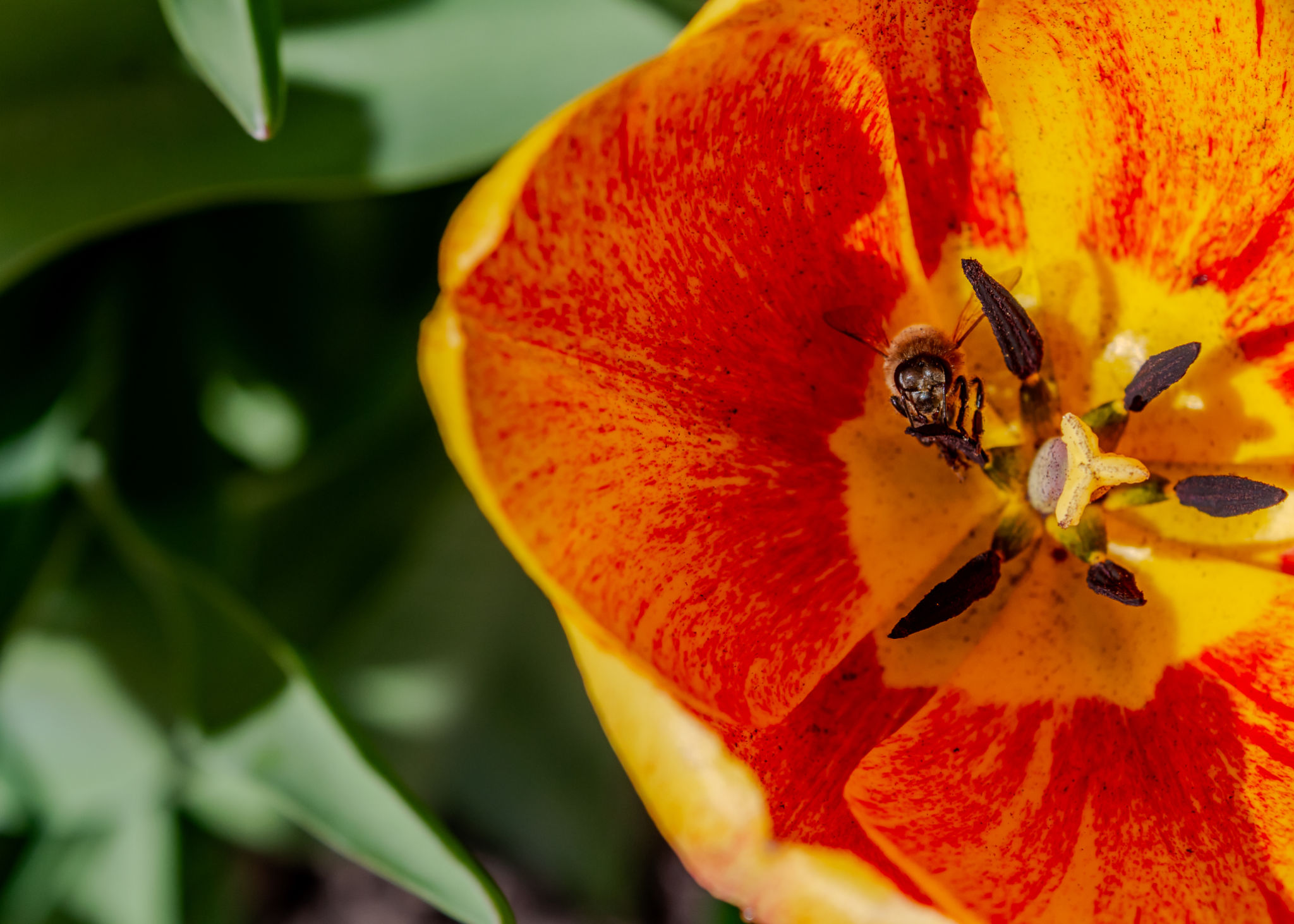 flower pollen