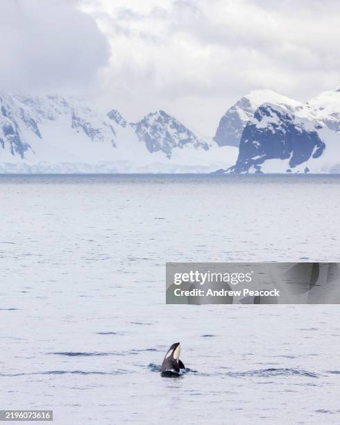 orca (orcinus orca), or killer whale, spy hopping in antarctica - killer whale stock pictures, royalty-free photos & images