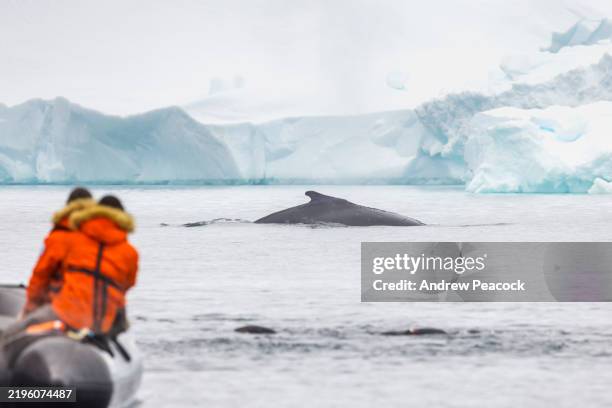 two tourists on a zodiac cruise watch a humpback whale (megaptera novaeangliae) in antarctica. - animal fin stock pictures, royalty-free photos & images