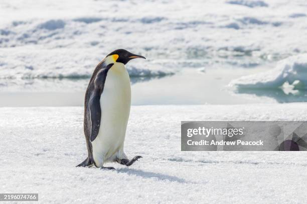 kaiserpinguin (aptenodytes forsteri) auf dem meereis. - kaiserpinguin stock-fotos und bilder
