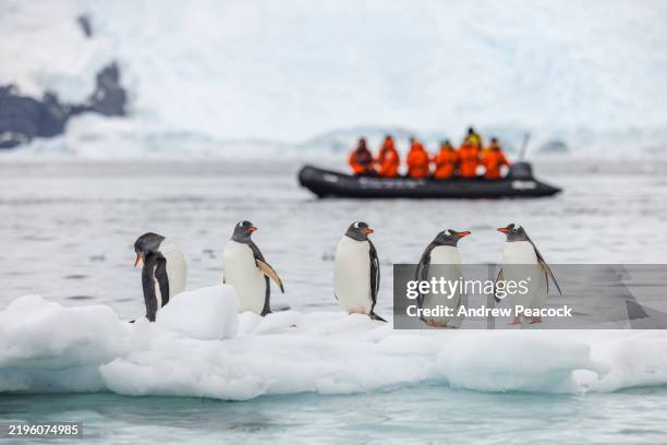 pinguini gentoo (pygoscelis papua) su un lastrone di ghiaccio con turisti in crociera in zodiaco. - pinguino foto e immagini stock