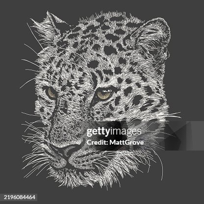 Leopard Head Pensive Leopard Head Pensive