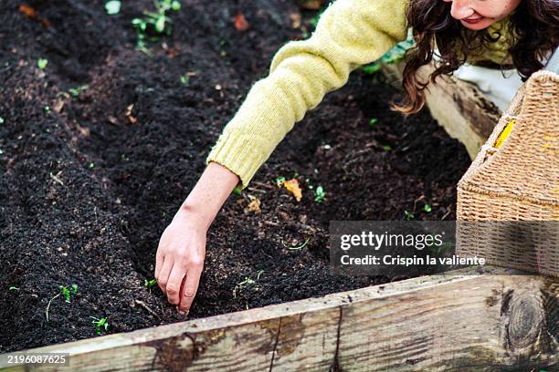 woman planting seeds in raised garden bed - sembrar fotografías e imágenes de stock