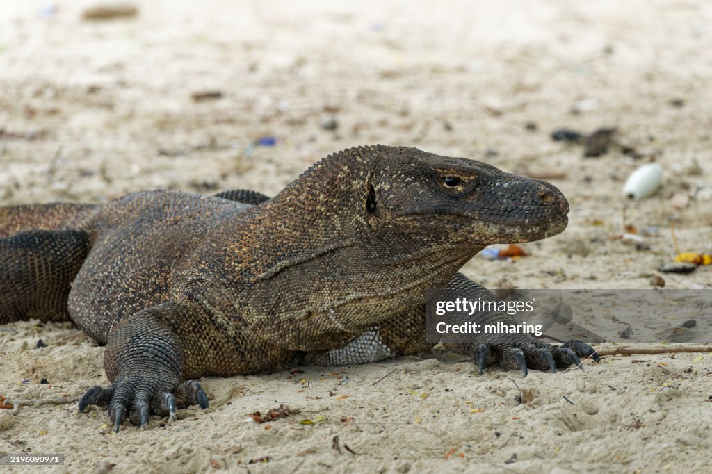 Komodo Dragon