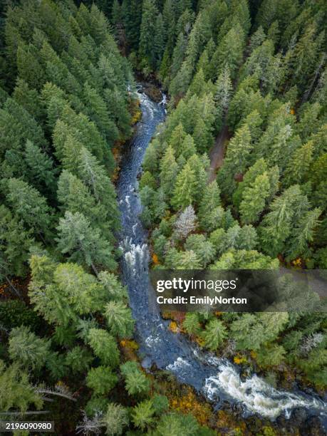 vancouver island forest - woodland trail stockfoto's en -beelden