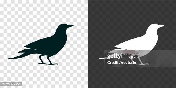 minimalistic raven or a bird silhouettes in black and white. - crow bird stock illustrations
