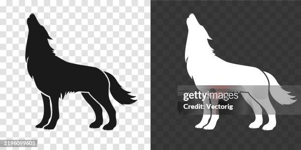 illustrazioni stock, clip art, cartoni animati e icone di tendenza di silhouette di lupo in piedi, in bianco e nero. - wolf