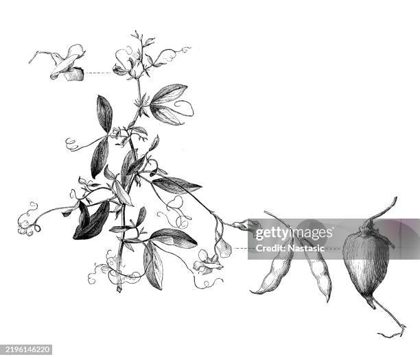 knollenerbse (lathyrus tuberosus) - gravur stock-grafiken, -clipart, -cartoons und -symbole