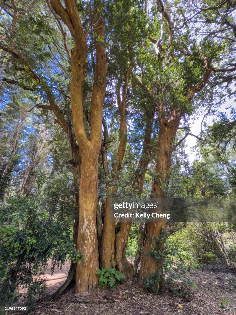 Los Arrayanes National Park