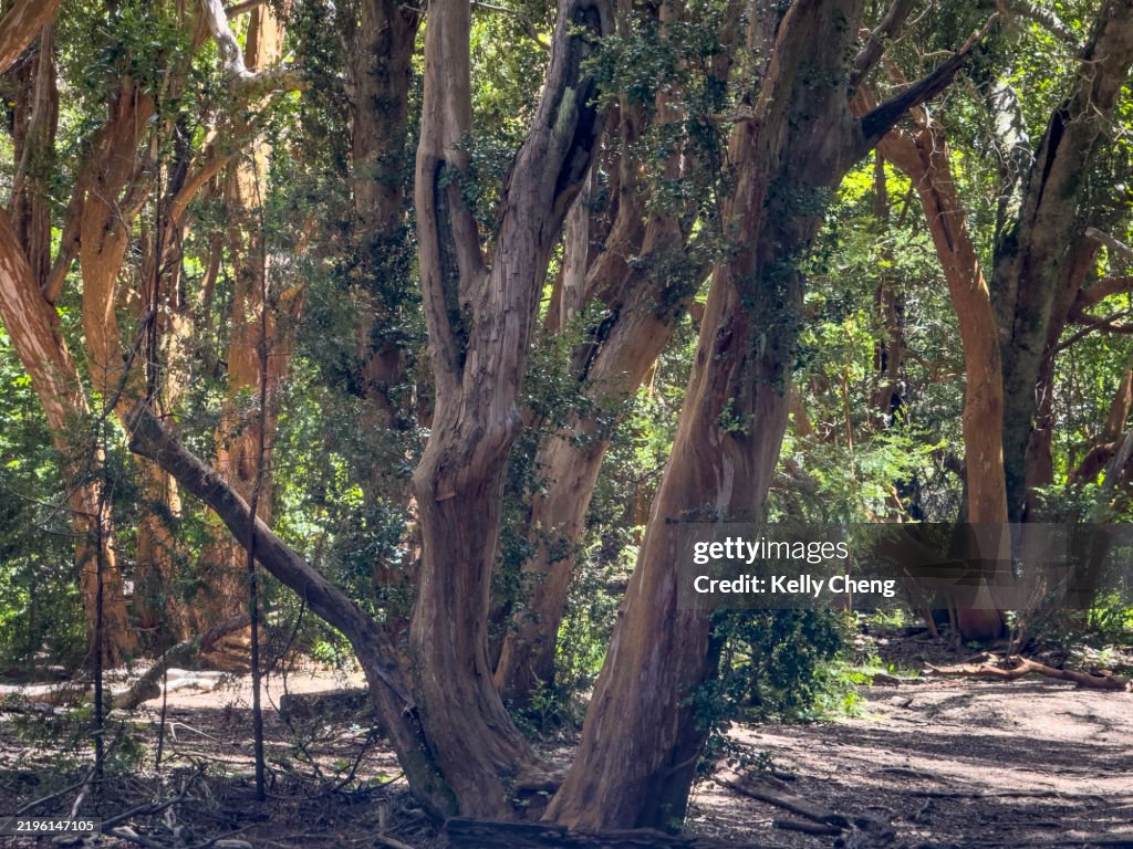 Los Arrayanes National Park
