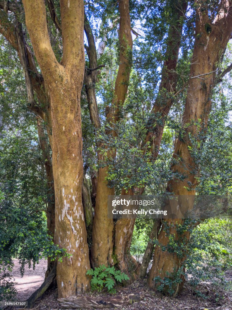 Los Arrayanes National Park