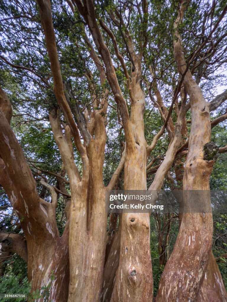 Los Arrayanes National Park