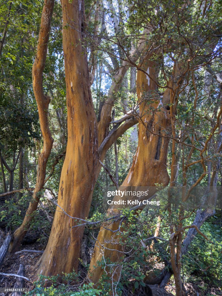 Los Arrayanes National Park