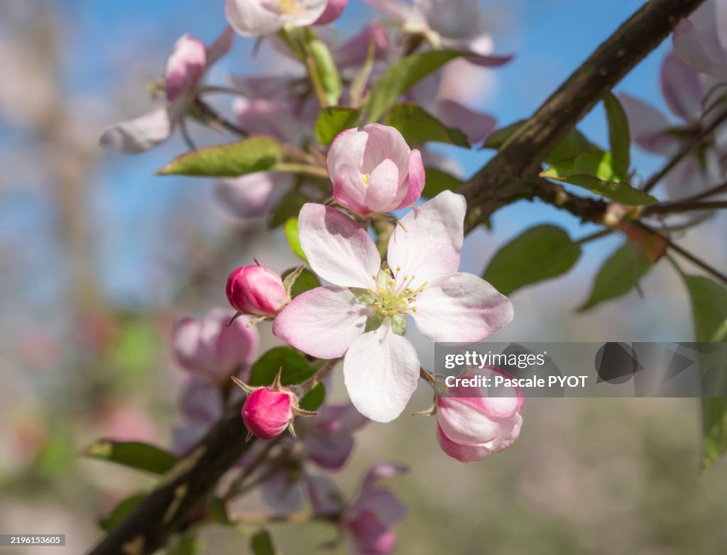 Close-up on an apple blossom during spring