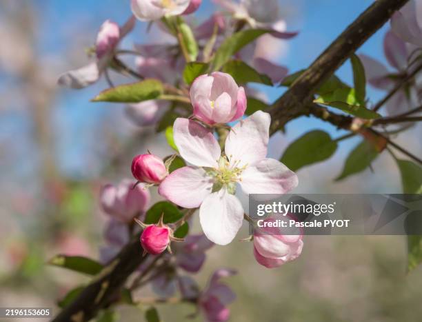 close-up on an apple blossom during spring - apple tree stock pictures, royalty-free photos & images