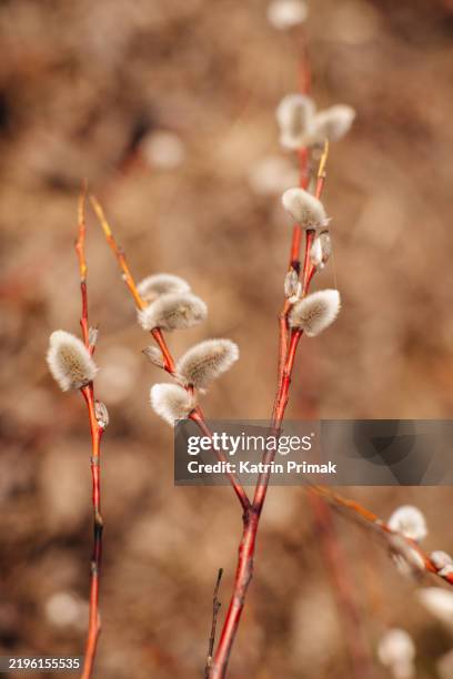 Osiery 586 Osier Texture Stock Photos, High-Res Pictures, and Images - Getty ...