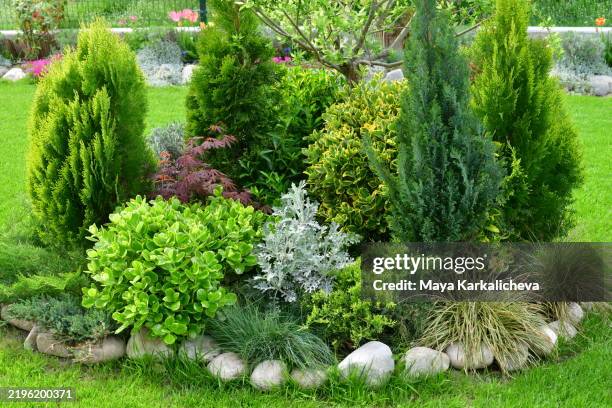 bushes of a number of varieties fill the frame, with a small patch of green grass at the base. - ornamental plant stock pictures, royalty-free photos & images