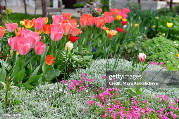 country garden in spring with tulips on the patio, flowers in the borders and flowering shrubs - perennial stock pictures, royalty-free photos & images