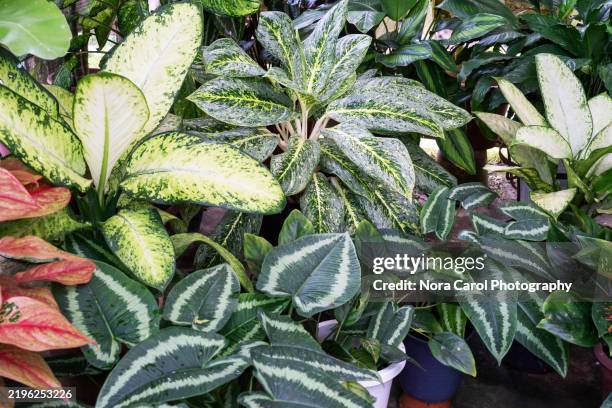 dieffenbachia dumb cane amoena and exotica green passion, schismatoglottis wallichii drop tongue plant and othe plants - dumb cane stock pictures, royalty-free photos & images