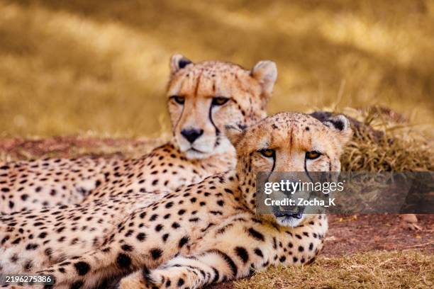 3,859 Two Cheetah Stock Photos, High-Res Pictures, and Images