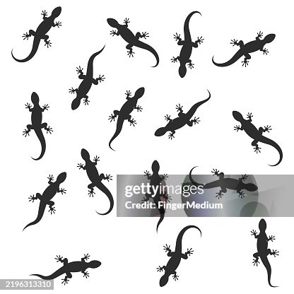 Lizard vector illustration Lizard vector illustration