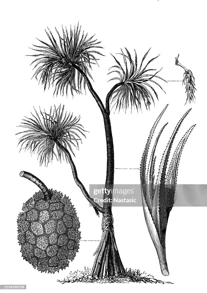 Kewra flowers (Pandanus odoratissimus, kewda, keora)