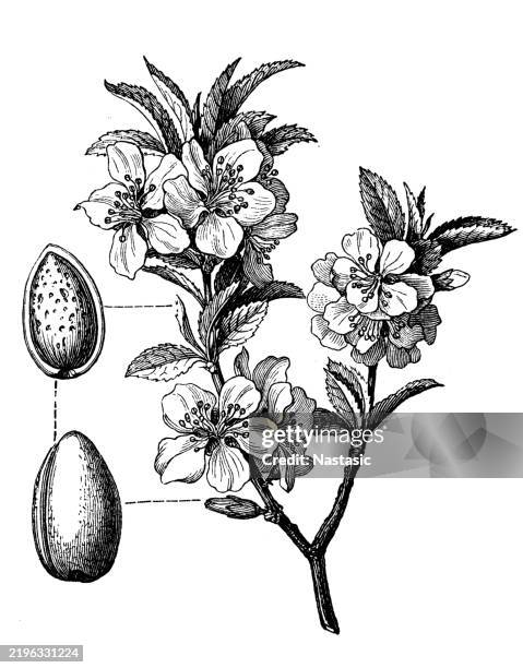 ilustraciones, imágenes clip art, dibujos animados e iconos de stock de planta de almendro amygdalus communis - obsoleto