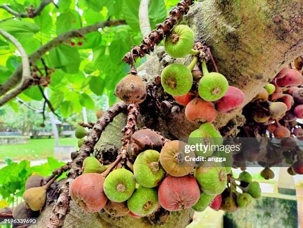 None Ripe Fig 251 Cluster Fig Stock Photos, High-Res Pictures, and Images - Getty Images