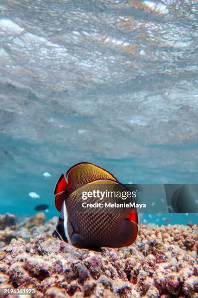 tropical collared butterfly fish swimming in coral reef in maldives island around variety of coral reef garden - butterflyfish stock pictures, royalty-free photos & images