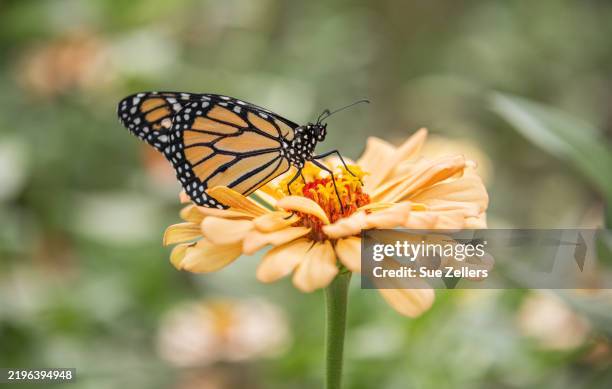 monarch butterfly on a light orange zinnia - pollinator stock pictures, royalty-free photos & images