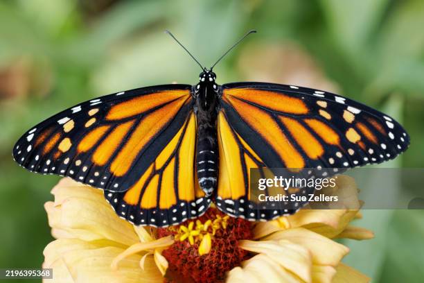 monarch butterfly with spread wings on a zinnia - monarch butterfly stock pictures, royalty-free photos & images