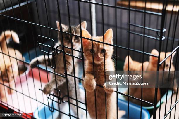 2-3 month old red kittens are sitting in a cage in an animal shelter and waiting for their owners, the animals are sad in the enclosure - kitten stockfoto's en -beelden
