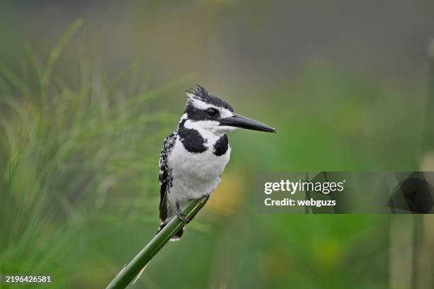 pied kingfisher posing on a branch in a marsh - uganda stock pictures, royalty-free photos & images