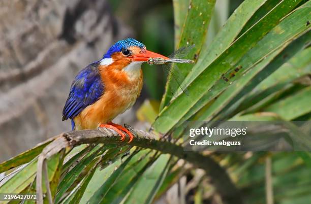 malachite kingfisher perching on a palm blade in a marsh with a dragonfly catch - uganda stock pictures, royalty-free photos & images