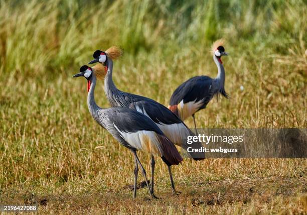 3 wild grey crowned cranes in a field at sunset - uganda stock pictures, royalty-free photos & images