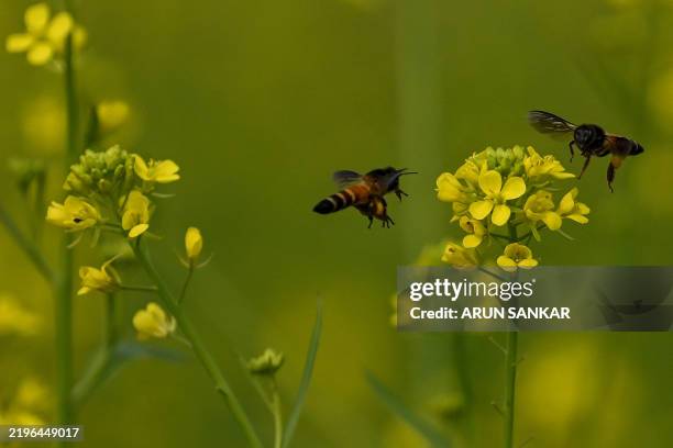 Honey bees collect nectar from mustard flowers in a field in New Delhi on February 1, 2025.