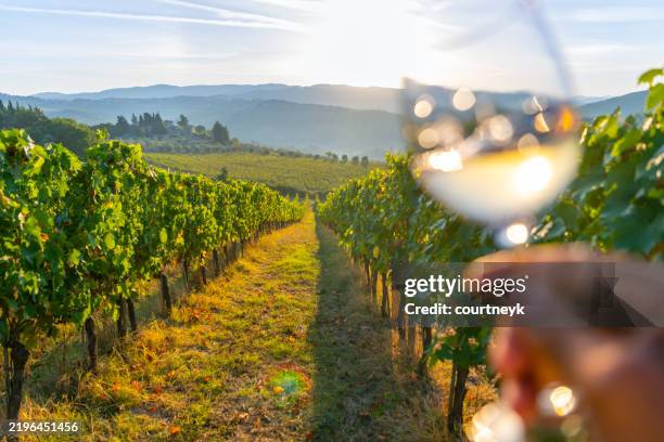 man examining and swirlingwine for tasting in a glass at sunset in a vineyard in tuscany - witte wijn stockfoto's en -beelden