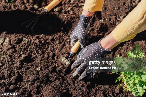 gardener with gloves preparing soil for planting with gardening tools outdoors - enxada-equipamento-de-jardinagem - fotografias e filmes do acervo