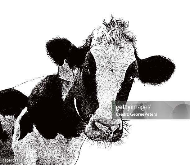 close up of cute cow face - dairy farm stock illustrations